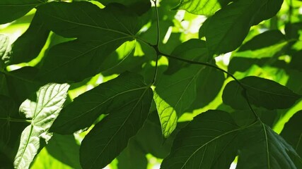 Poster - Green leaves backlit by sunlight, close-up nature view. Botanical and environmental concept
