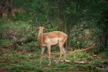 Wall Mural - Graceful impala standing in lush green African savannah, showcasing its slender form