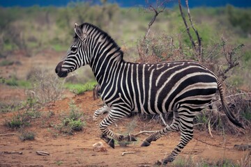 zebra running across the african savanna with blurred green and brown background
