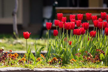 Wall Mural - beautiful tulip flowers. street decoration. urban landscape in spring. uzhhorod ukraine