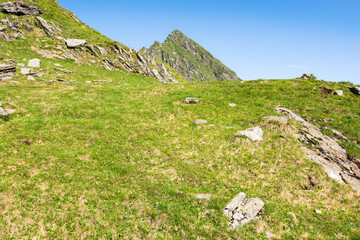 Wall Mural - green mountain landscape of romania. carpathian green environment. fagaras ridge outdoor nature scen