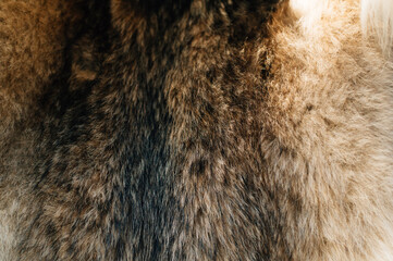 wolf fur texture light color with dark stripes close up