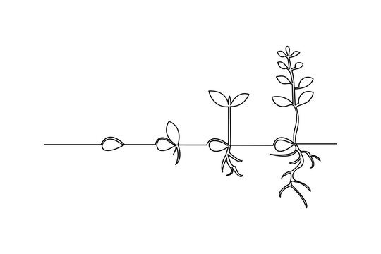 Continuous one line art drawing of plant growth processing outline vector illustration
