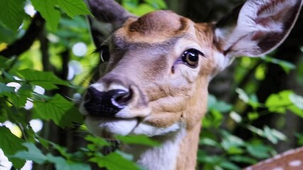 Poster - Close-up of a deer in a forest surrounded by lush green foliage, nature and wildlife concept