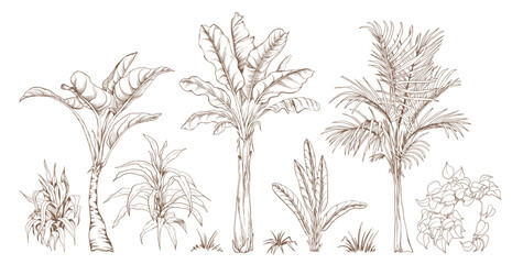 Tropical palm trees. Vector elements isolated on a white background. Hand drawn line art collection.