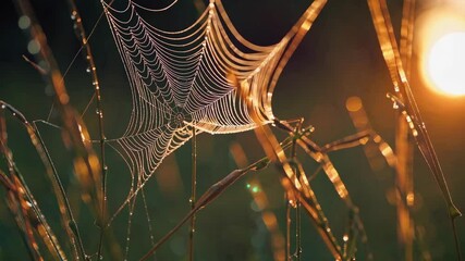 Poster - Morning dew on spider web glistening in sunlight, nature and tranquility concept