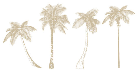 tropical palm trees. vector elements isolated on a white background. hand drawn line art.