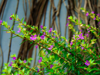 Wall Mural - False Heather Flowers