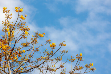 Sticker - Selective focus of yellow flower with blue sky, Cochlospermum regium or cotton tree is a flowering plant that has its origins in the Cerrado tropical savanna of South America, Nature floral background