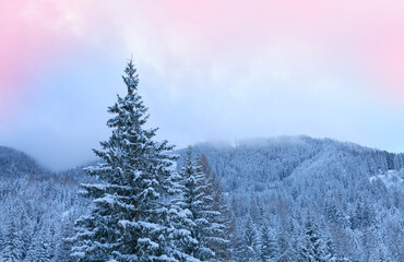 Wall Mural - Winter landscape with snow-covered pine trees in the Alps.