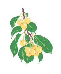Wall Mural - Sweet Cherry Tree Branch with Yellow Berries.