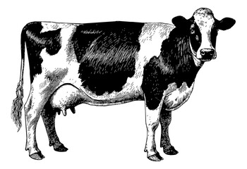Wall Mural - dairy cow engraving black and white outline