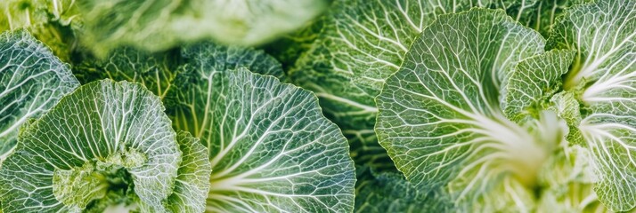 Wall Mural - Close-up of fresh green cabbage leaves with detailed veining patterns