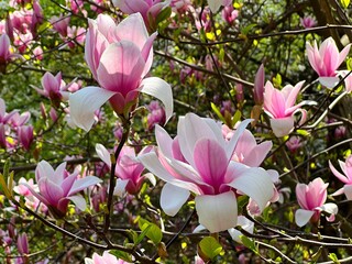 Wall Mural - Magnolia pink white flowers in spring park 