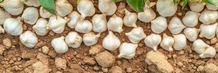 Wall Mural - Top view of garlic bulbs arranged on soil for agricultural concept