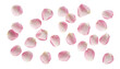 © Thanh - Delicate Pink Rose Petals on Soft White Background