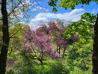 Wall Mural - View on spring park with blooming trees