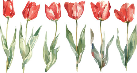 Wall Mural - Red tulips watercolor hand painting on transparent background seamless pattern for fabrics, paper. Spring flowers. Card for Mothers day, 8 March, wedding.