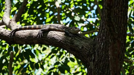 Poster - Lizard resting on a tree branch in a sunlit forest, nature and wildlife concept