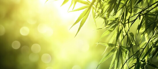 Poster - Sunlit Green Hemp Leaves with Bokeh Effect on Natural Background Featuring Soft Light and Empty Space for Text Placement
