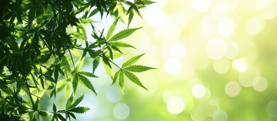 Poster - Sunlit Green Hemp Leaves with Bokeh Background and Ample Negative Space for Text Overlay in Soft Natural Light Environment