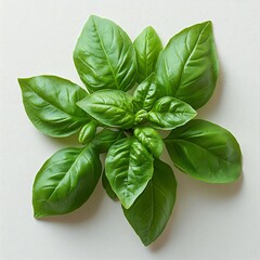 Vibrant Green Basil Plant: A Culinary Herb