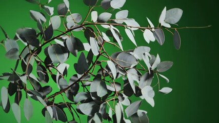 Poster - Eucalyptus leaves against a vibrant green background highlighting details and textures