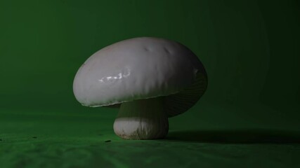 Poster - Mushroom on green backdrop showcasing texture and form in clear natural light during indoor setting