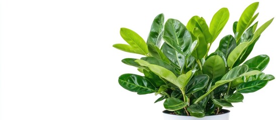 Sticker - Zamioculcas green houseplant in white pot placed on white background with ample copy space for text, featuring lush green leaves and vibrant foliage.