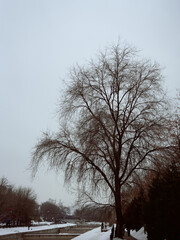 Wall Mural - trees in the snow