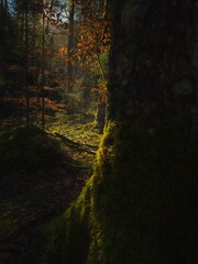 Poster - Serene forest scene with autumn leaves.