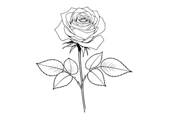 Poster - Rose flower illustration with detailed petals and leaves
