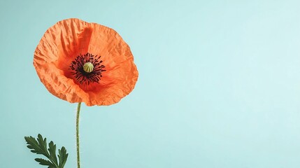 Wall Mural - Single orange poppy flower on a light blue background with space for text and design