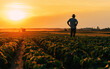 © Bits and Splits - Back lit silhouette of male farmer standing in cultivated soybean field in summer sunset