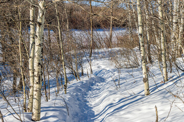aspen hiking trail at cranberry flats nature conservatory on a sunny winter day.
