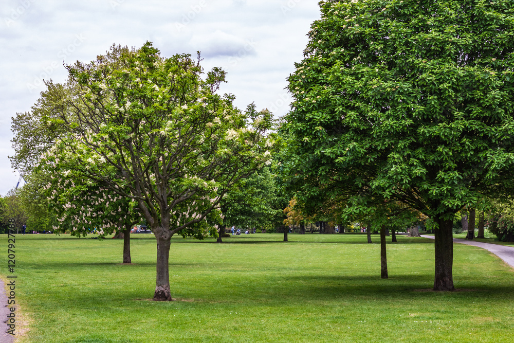 Spacious Trees Serene Park Landscape with Green Trees and Spacious Grassy Areas Stock ...
