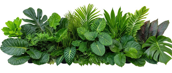 lush green foliage showcasing a diverse array of tropical plants. transparent background