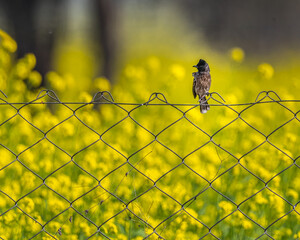 Wall Mural - Red Vented Bulbul