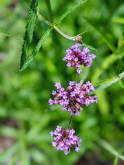 Wall Mural - verbena bonariensis flowers in sunny day. tall verbena