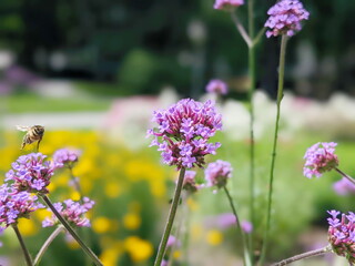 Wall Mural - verbena bonariensis flowers in sunny day. tall verbena