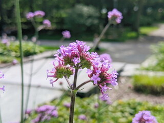 Wall Mural - verbena bonariensis flowers in sunny day. tall verbena