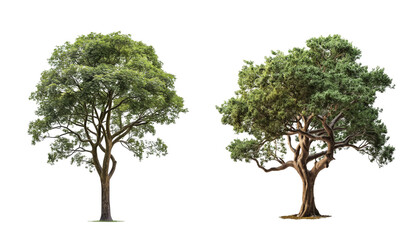 Poster - Natural green trees collection isolated on transparent background , 3D render