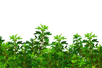 Natural green tree branch with leaves. Nature concept. Plant branch leaf border. Fresh leaves of tree branches isolated on transparent background. Mockup, template. Summer spring design elements PNG  