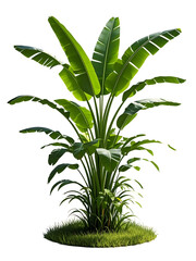 Wall Mural - Tropical banana tree