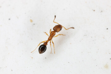 Wall Mural - Cardiocondyla emeryi, tiny ant, a tramp species that is common in anthropogenic habits in tropical regions.