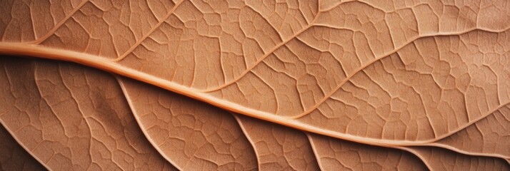 Aufkleber - Earthy Minimalism in Texture Art Close-Up of Earth-Toned Leaf Veins for Eco-Friendly Design and Sustainable Brand Storytelling - Enhancing Modern Visual Marketing