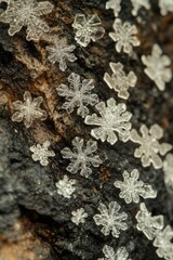 Poster - detailed close-up of snowflakes resting on rock at high altitude with their intricate patterns illuminated
