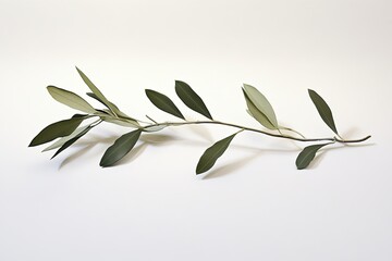 A single olive branch symbolizing peace, resting on a plain white surface