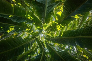 Poster - worm's-eye view of dense cluster of palm leaves their arching fronds forming intricate natural canopy