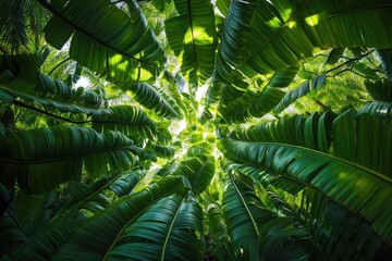 Poster - worm's-eye view of dense cluster of palm leaves their arching fronds forming intricate natural canopy